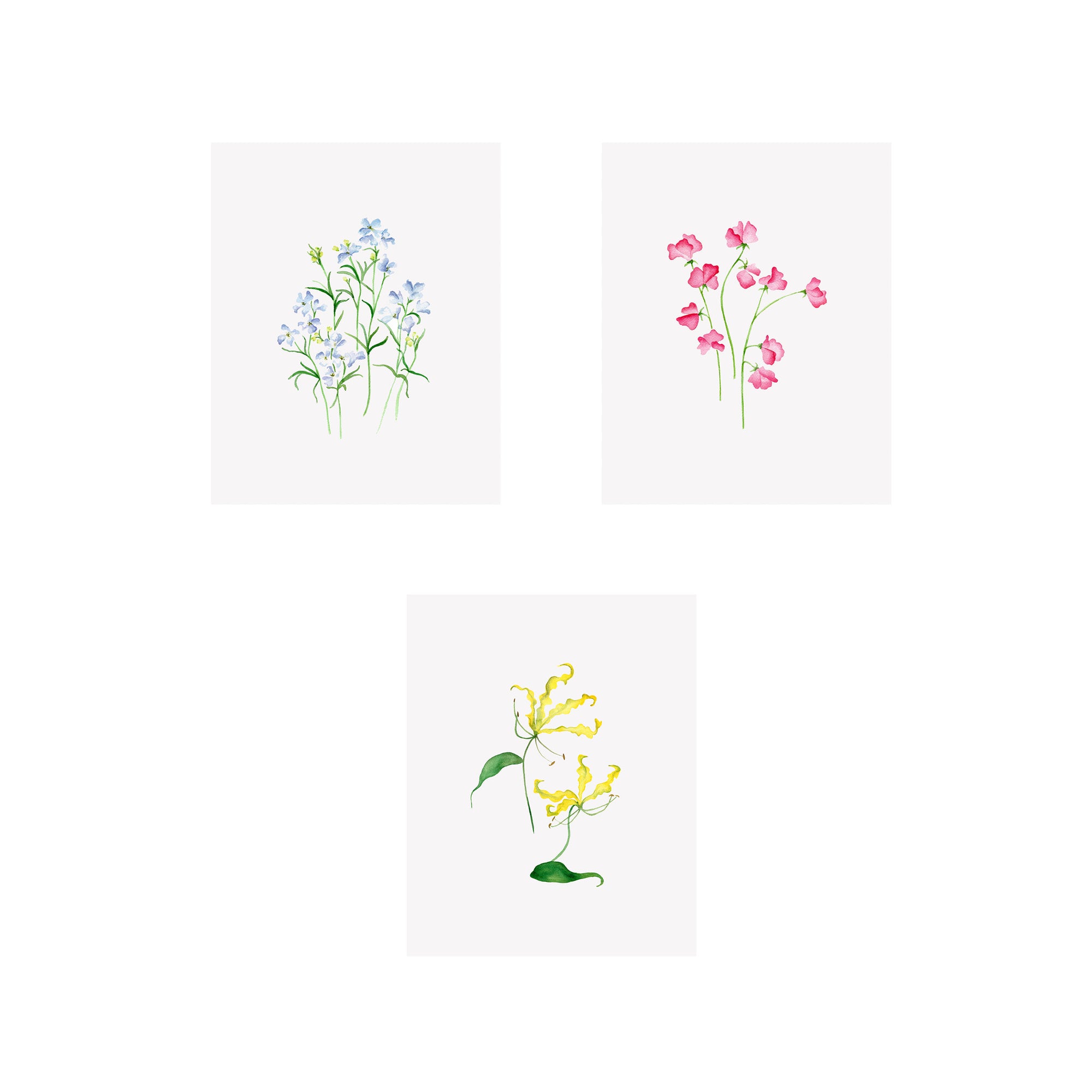 Set of 3 Floral Prints- Larkspur, Sweet Pea, Gloriosa Lily