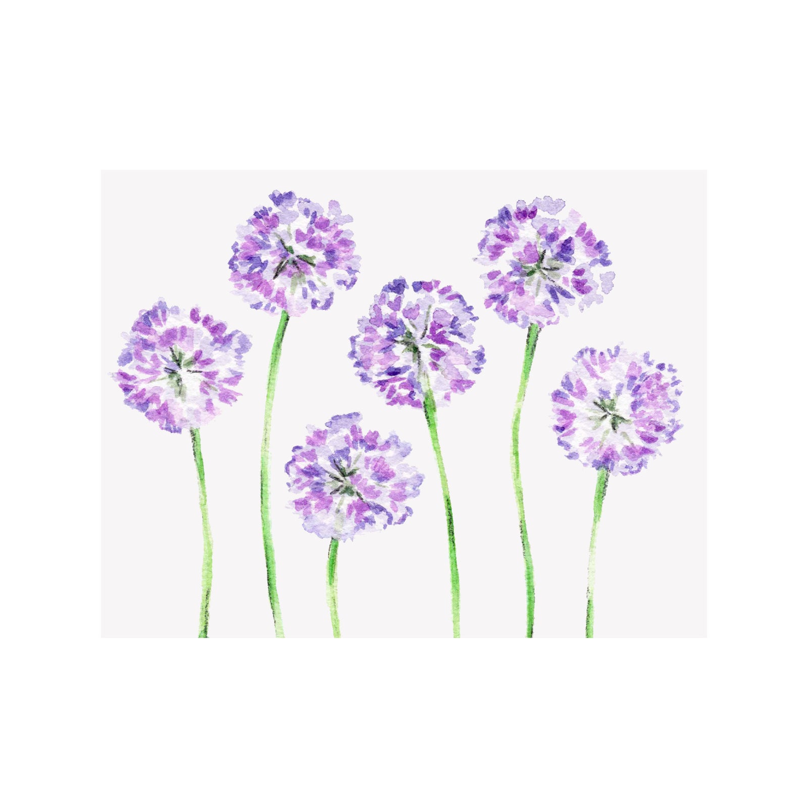 Allium Note Cards