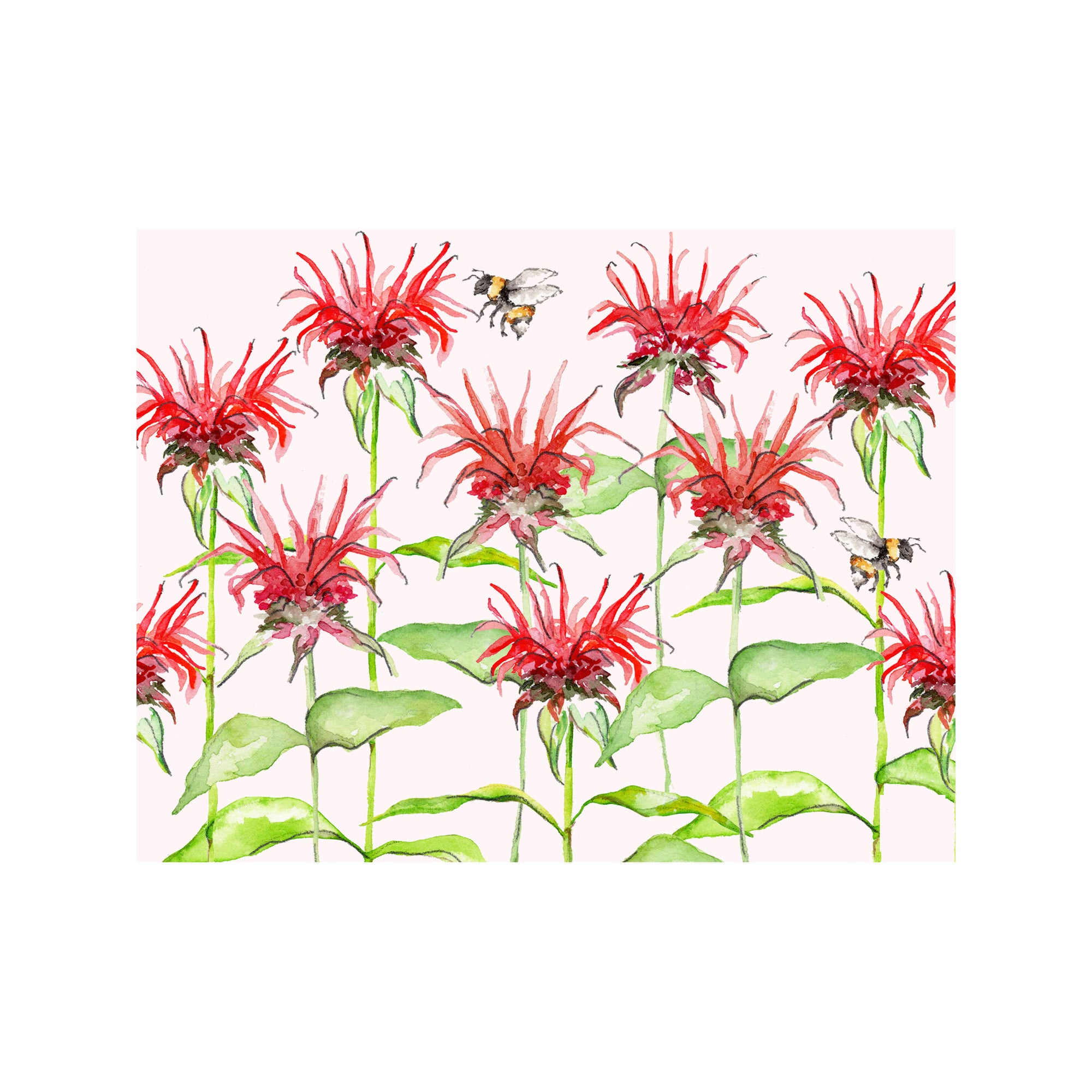 Bee Balm Bergamot Note Cards