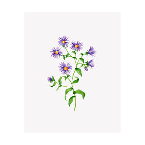 Floral Print- Aster