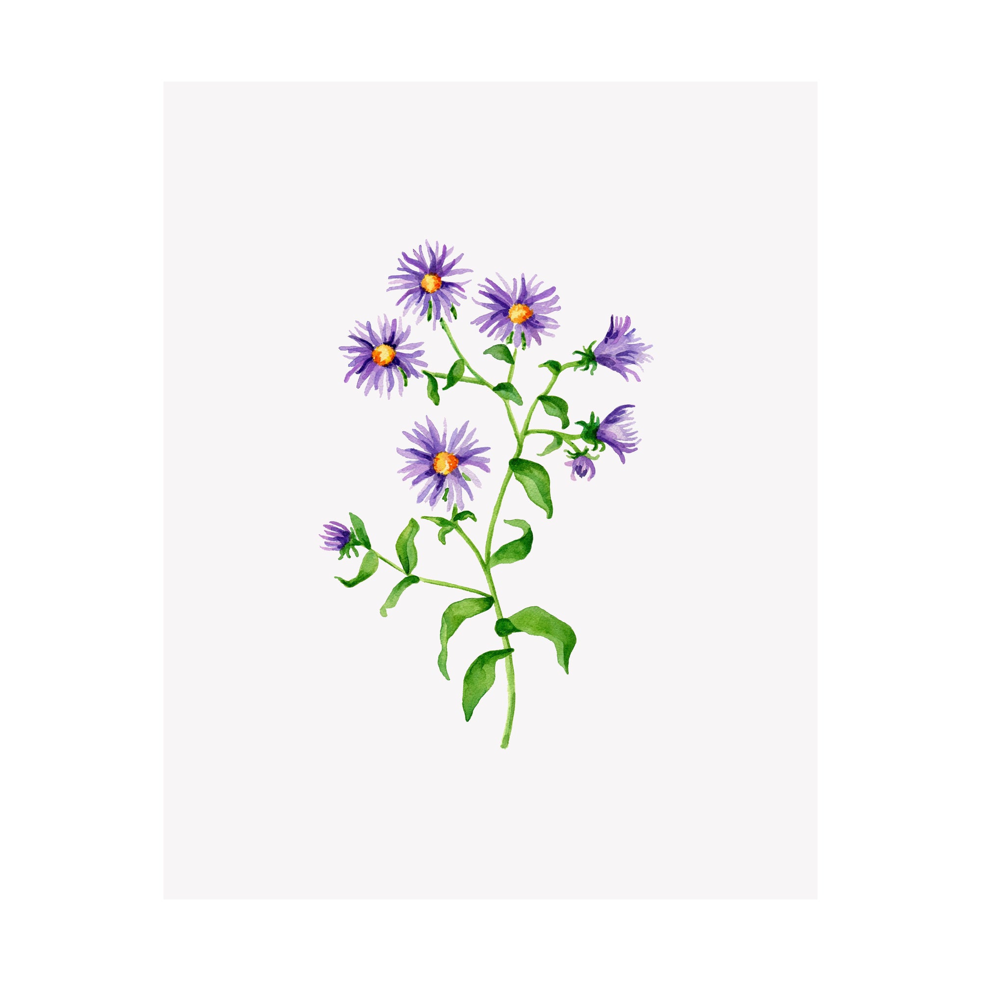 Set of 4 Floral Prints- Aster, Clematis, Violet, Virginia Bluebell