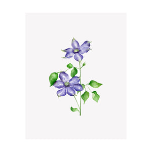 Set of 4 Floral Prints- Aster, Clematis, Violet, Virginia Bluebell