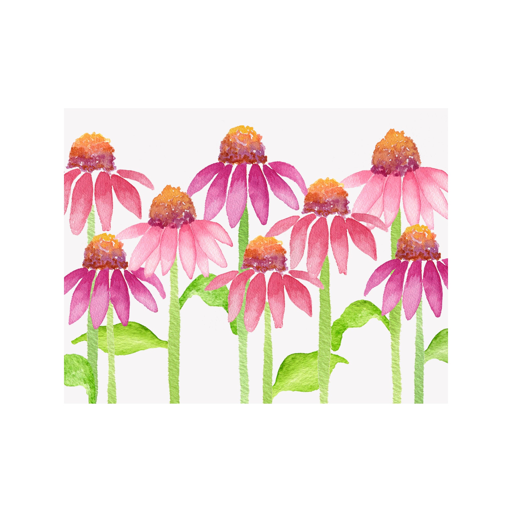 Coneflower Note Cards