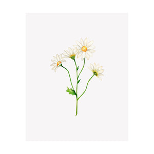 Floral Print- Daisy