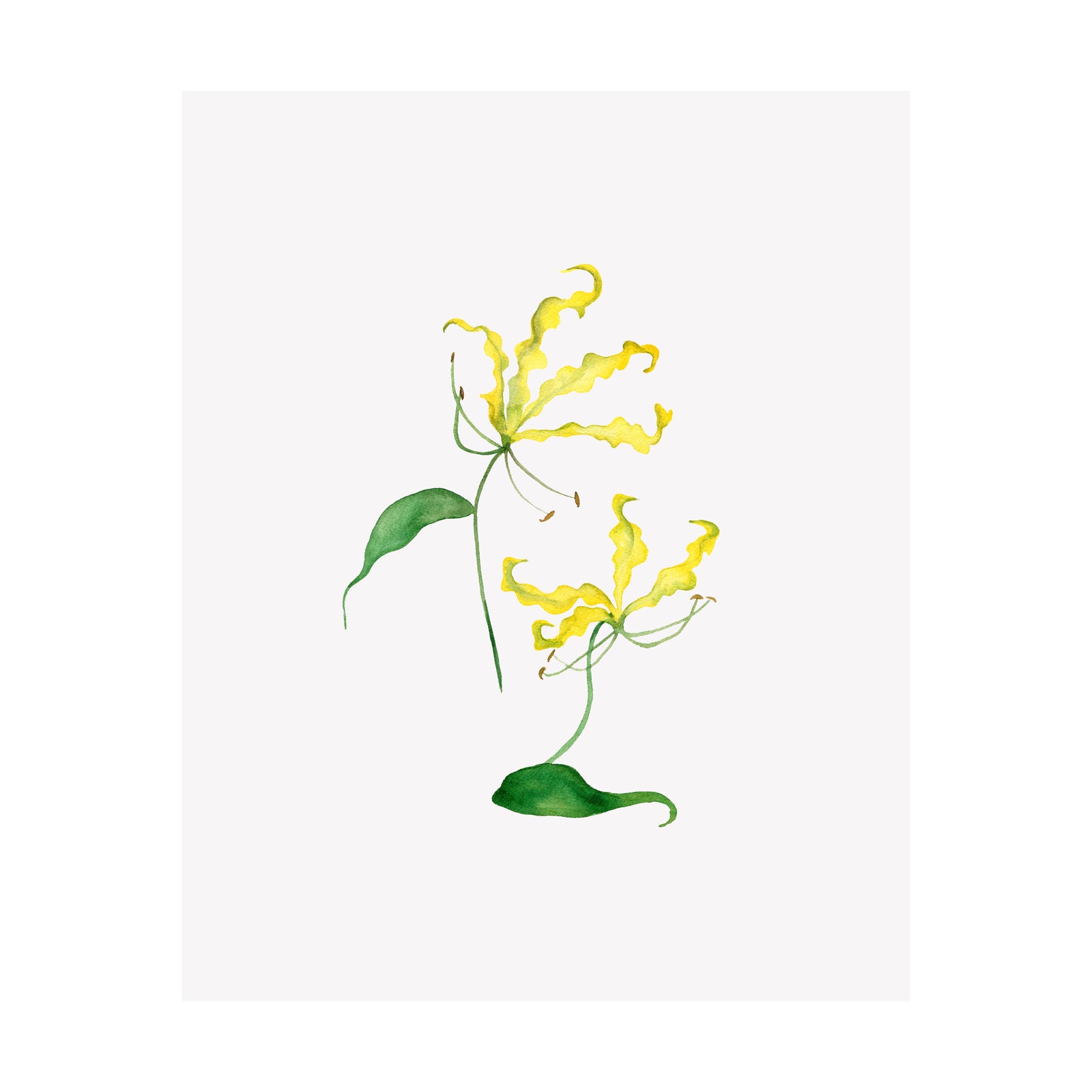 Floral Print- Gloriosa Lily