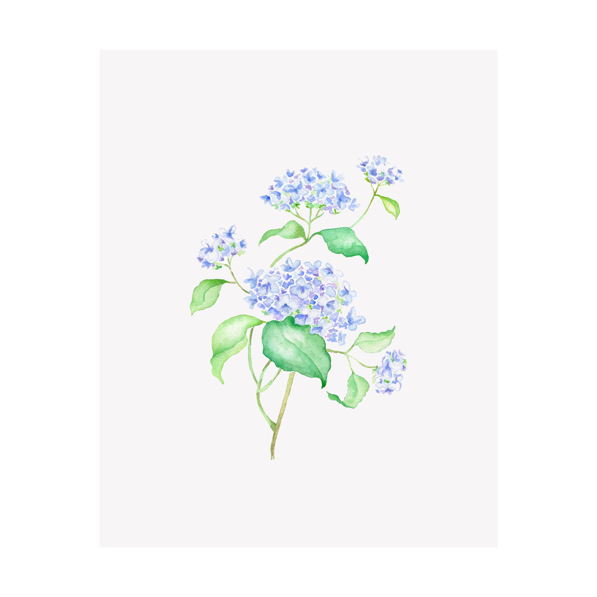 Floral Print- Hydrangea