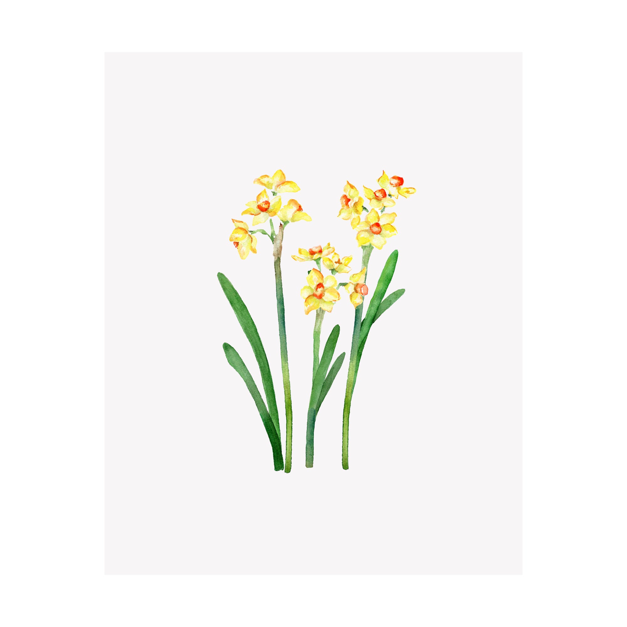 Floral Print- Narcissus