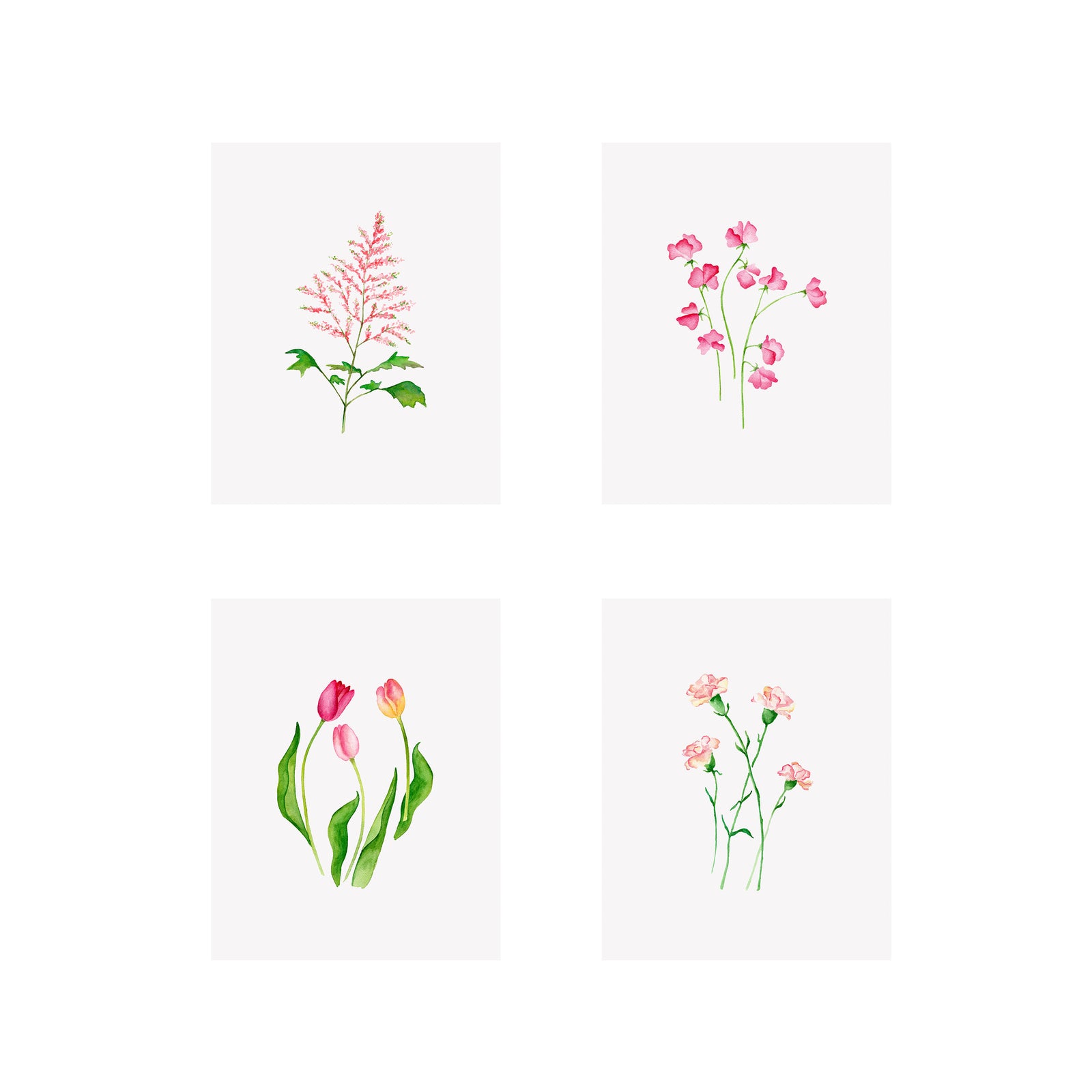 Set of 4 Floral Prints- Astilbe, Carnation, Tulip, Sweet Pea
