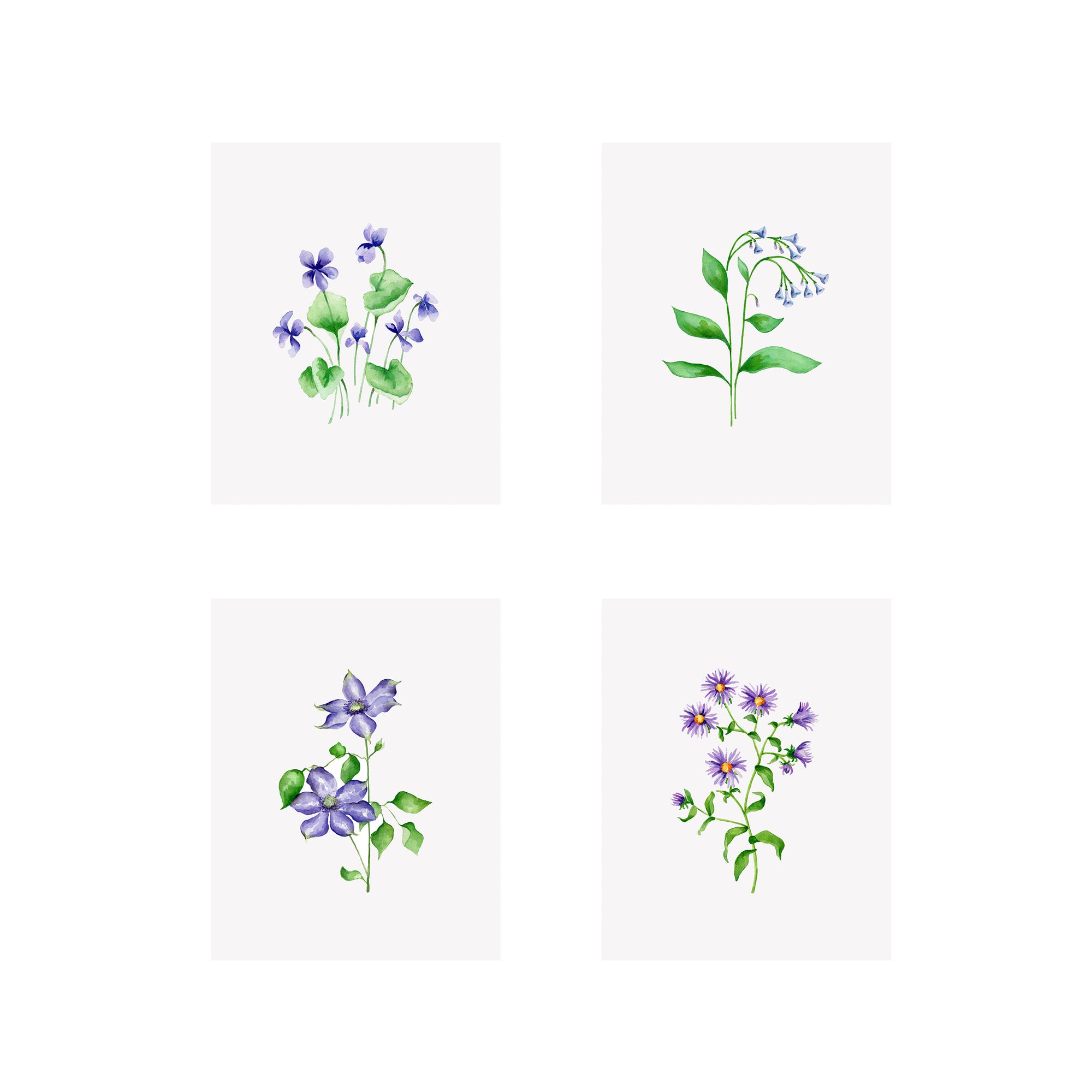 Set of 4 Floral Prints- Aster, Clematis, Violet, Virginia Bluebell