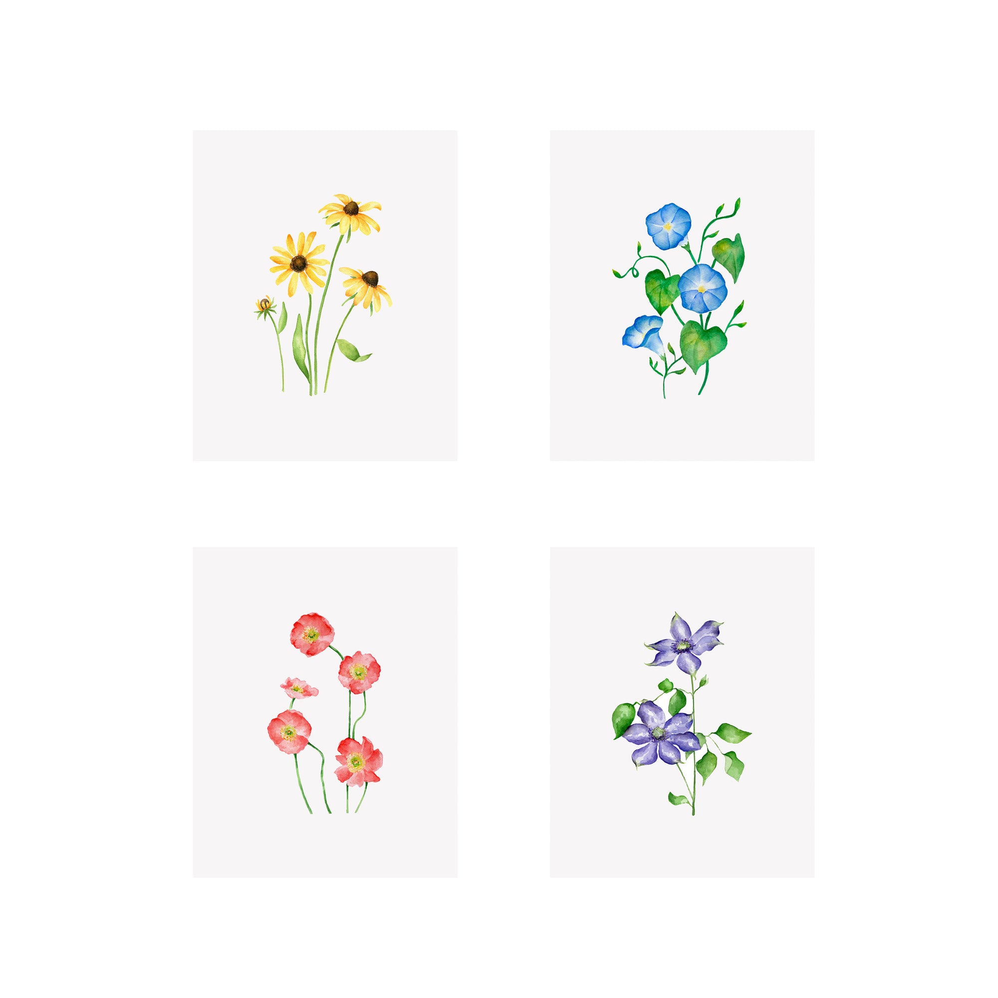 Set of 4 Floral Prints- Black Eyed Susan, Clematis, Poppy, Morning Glory