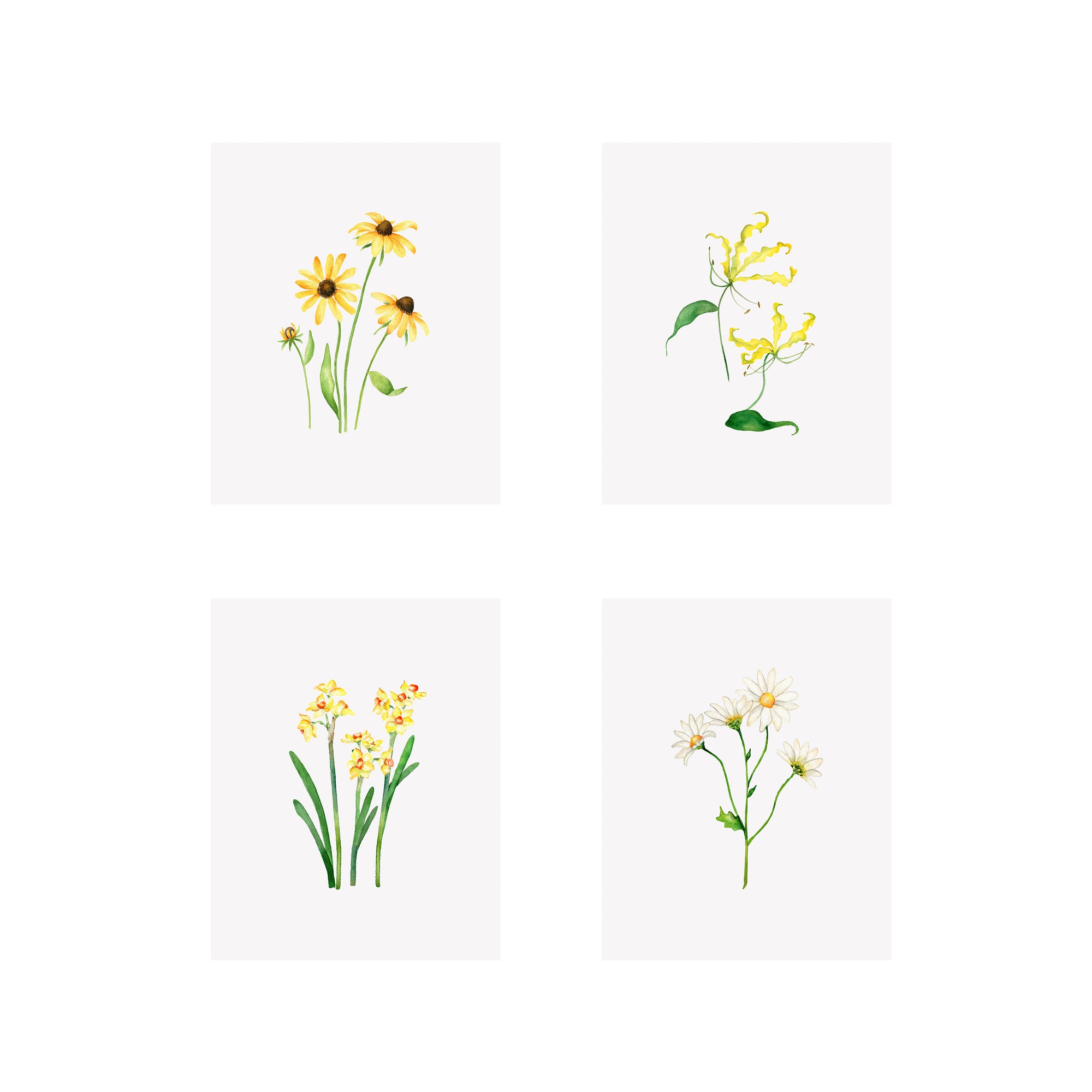 Set of 4 Floral Prints- Sunflower, Daisy, Gloriosa Lily, Narcissus