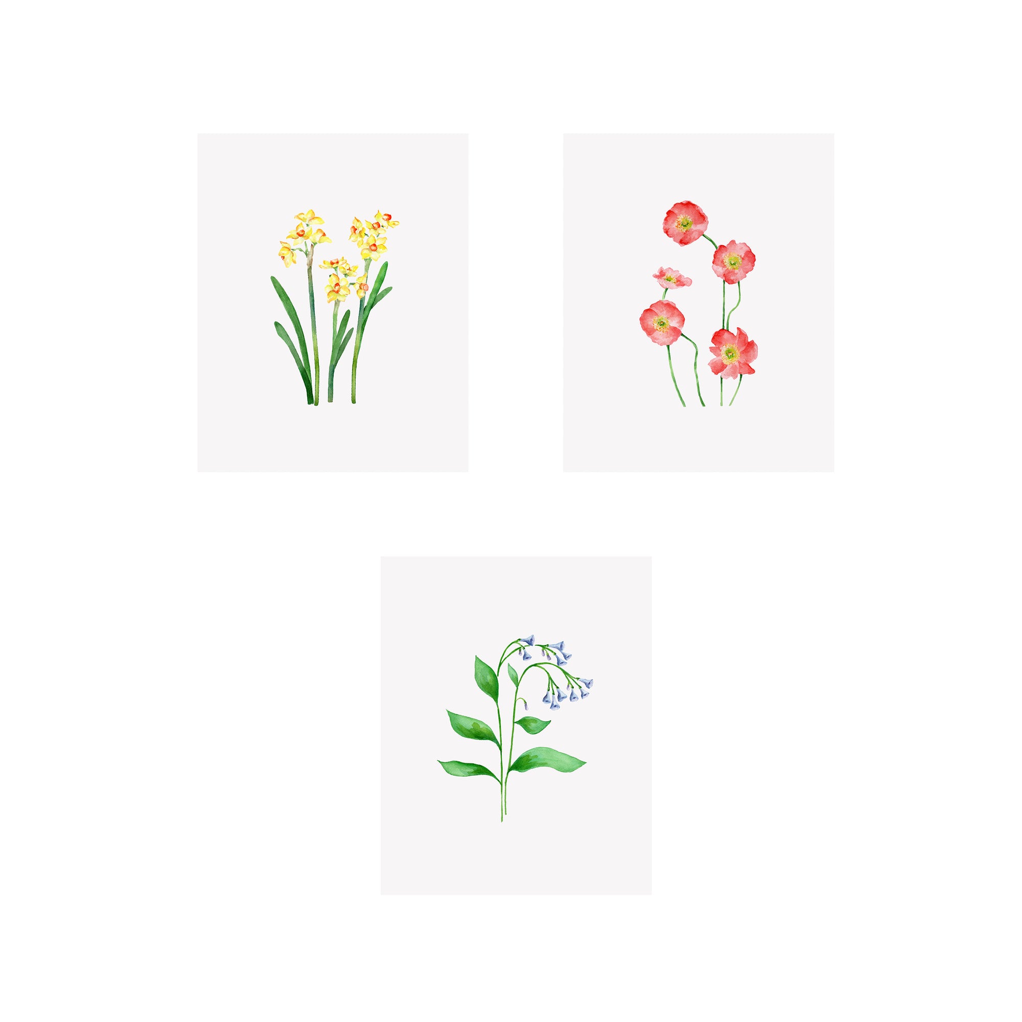 Set of 3 Floral Prints- Poppy, Narcissus, Virginia Bluebell